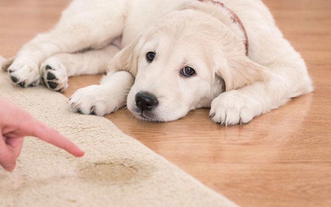 10 Tips for Clean-up Pet Stains from Cloth and Carpet