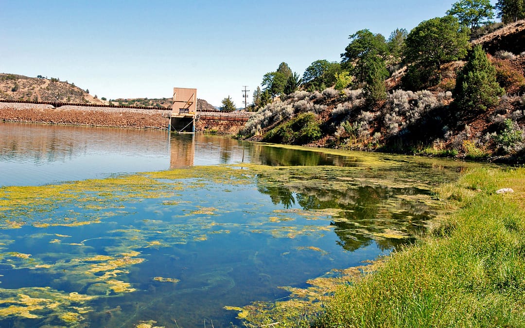 Remove Algae Dam