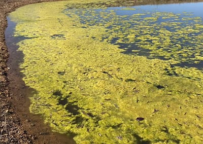 Green Algae affecting dam