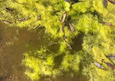 Green Algae affecting dam
